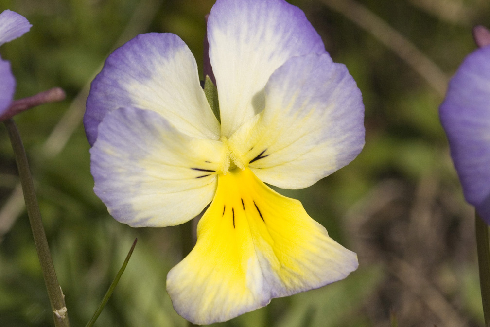 Viola calcarata/Viola con sperone